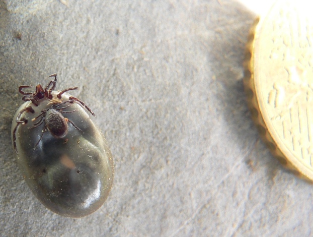 Anche le zecche si accoppiano: Ixodes ricinus